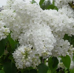 Сирень "Мадам Флорен Степман"
