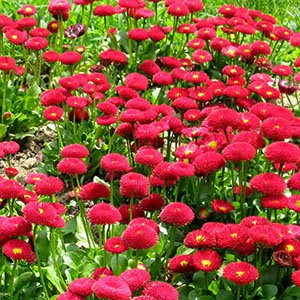 Маргаритка "Tasso Red"