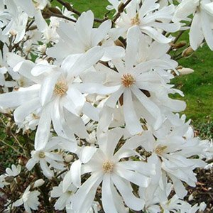 Магнолия звездчатая "Royal Star"