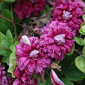 Клематис "Purpurea Plena Elegans"