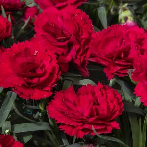 Гвоздика садовая "Oscar Dark Red"