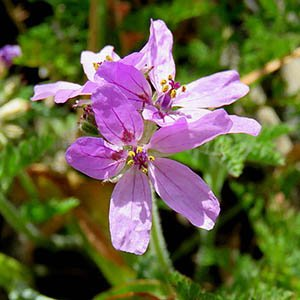 Аистник изменчивый "Bishop's Rose"