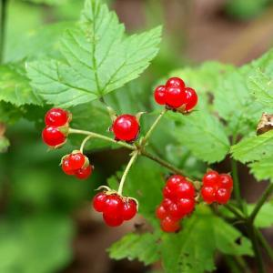 Костяника каменистая
