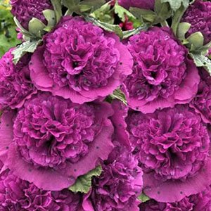 Мальва розовая "Chaters Double Violet"