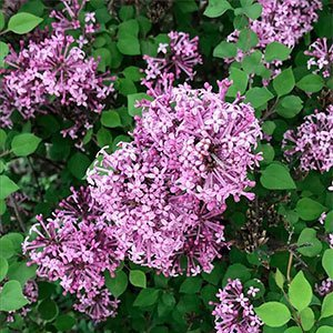 Сирень мейера "Flowerfesta Purple"