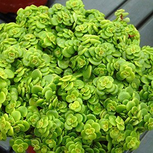 Очиток макиной "Lime"