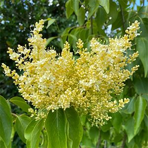 Сирень пекинская "Yellow Fragrance"
