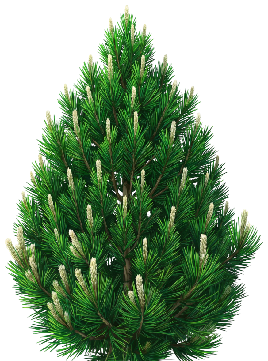 Сосна Гельдрейха 