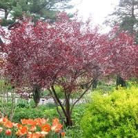 Вишня мелкопильчатая "Royal Burgundy"