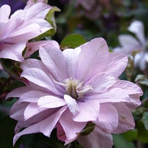 Клематис "Pink Passion"
