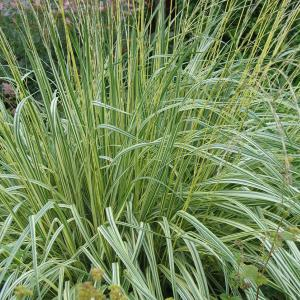 Молиния голубая "Variegata"