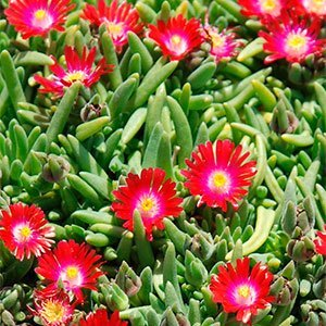 Делосперма купера "Jewel of Desert Garnet"