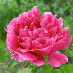 Пион древовидный "Dark Pink"