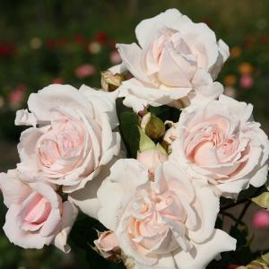 Роза "Constanze Mozart"