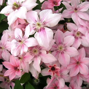 Клематис "Pink Fantasy"