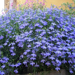 Лобелия синяя "Fun Blue"