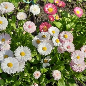 Маргаритка "Bright Carpet"