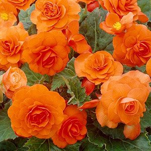 Бегония "Orange"