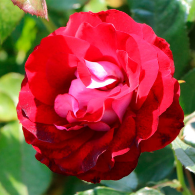 Роза "Rose der Einheit"