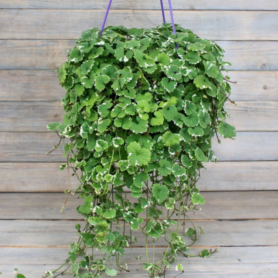 Будра плющевидная "Variegata"