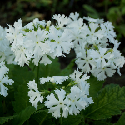 Примула Зибольда "Queen of White"