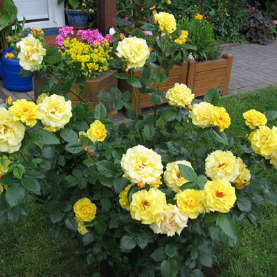 Роза "Reine Lucia"