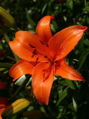 Лилия "Prato"