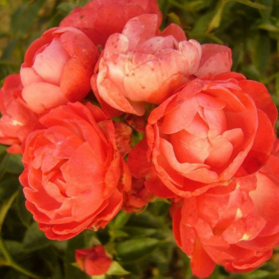 Роза "Orange Morsdag"