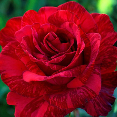 Роза "Red Intuition"