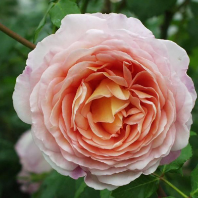 Роза "Abraham Darby"