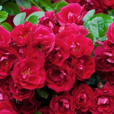 Роза "Red Fairy"