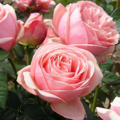Роза "Aphrodite"