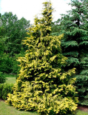 Кипарисовик нутканский "Aurea"