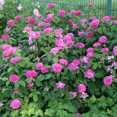 Роза "Rose de Resht"