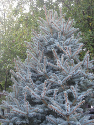 Ель колючая "Blue Trinket"