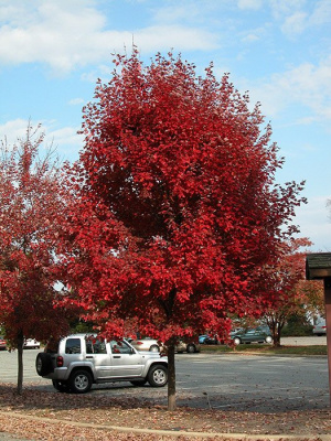 Клен красный "Brandywine"