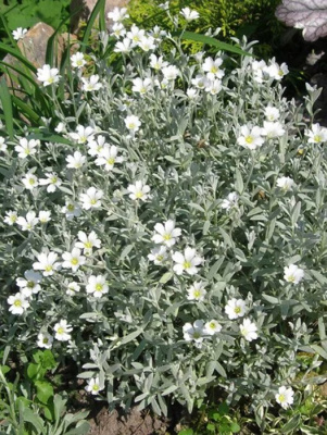 Ясколка войлочная "Silver White"