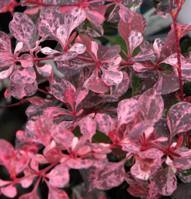 Барбарис тунберга "Pink Queen"