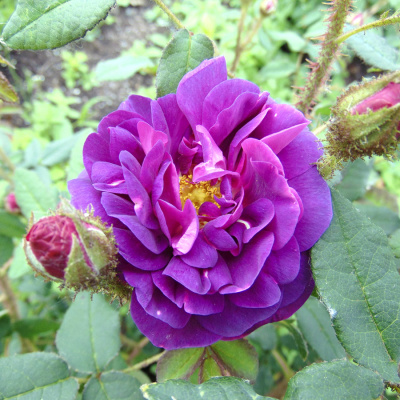 Роза "Nuits de Young"