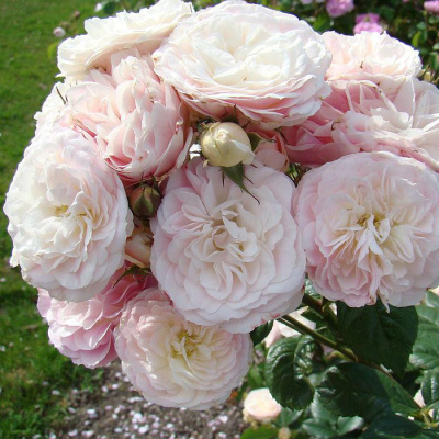 Роза "Bouquet Parfait"