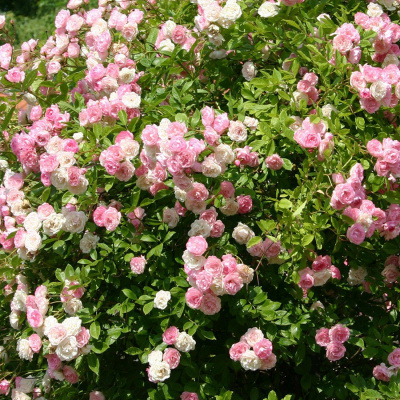 Роза "The Eve Rose"