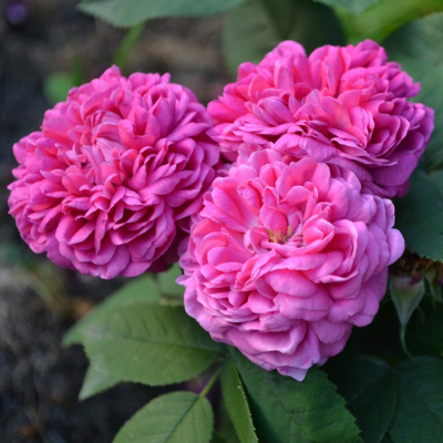 Роза "Rose de Resht"