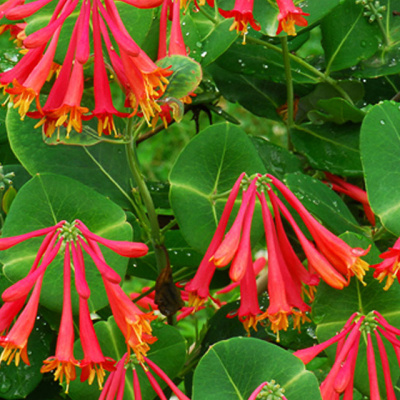 Жимолость Брауна "Dropmore Scarlet"
