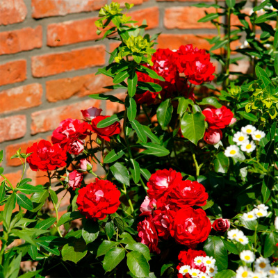 Роза "Rose der Einheit"