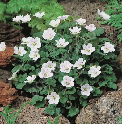 Аистник изменчивый "Bishop's White"