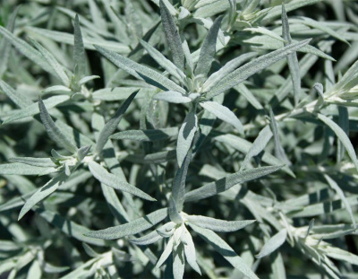 Полынь людовика "Silver Queen"