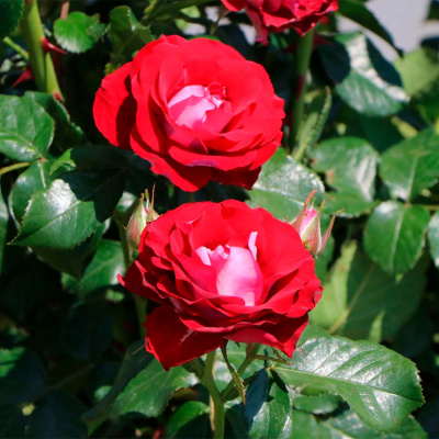Роза "Rose der Einheit"