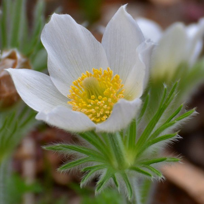 Прострел "Pinwheel White"