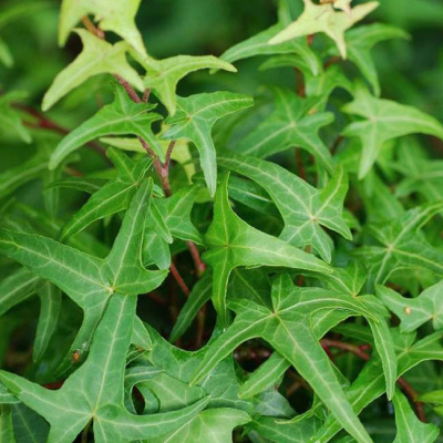 Плющ обыкновенный "Saggitifolia"