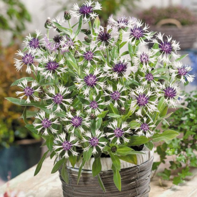 Василек горный "Amethyst in Snow"